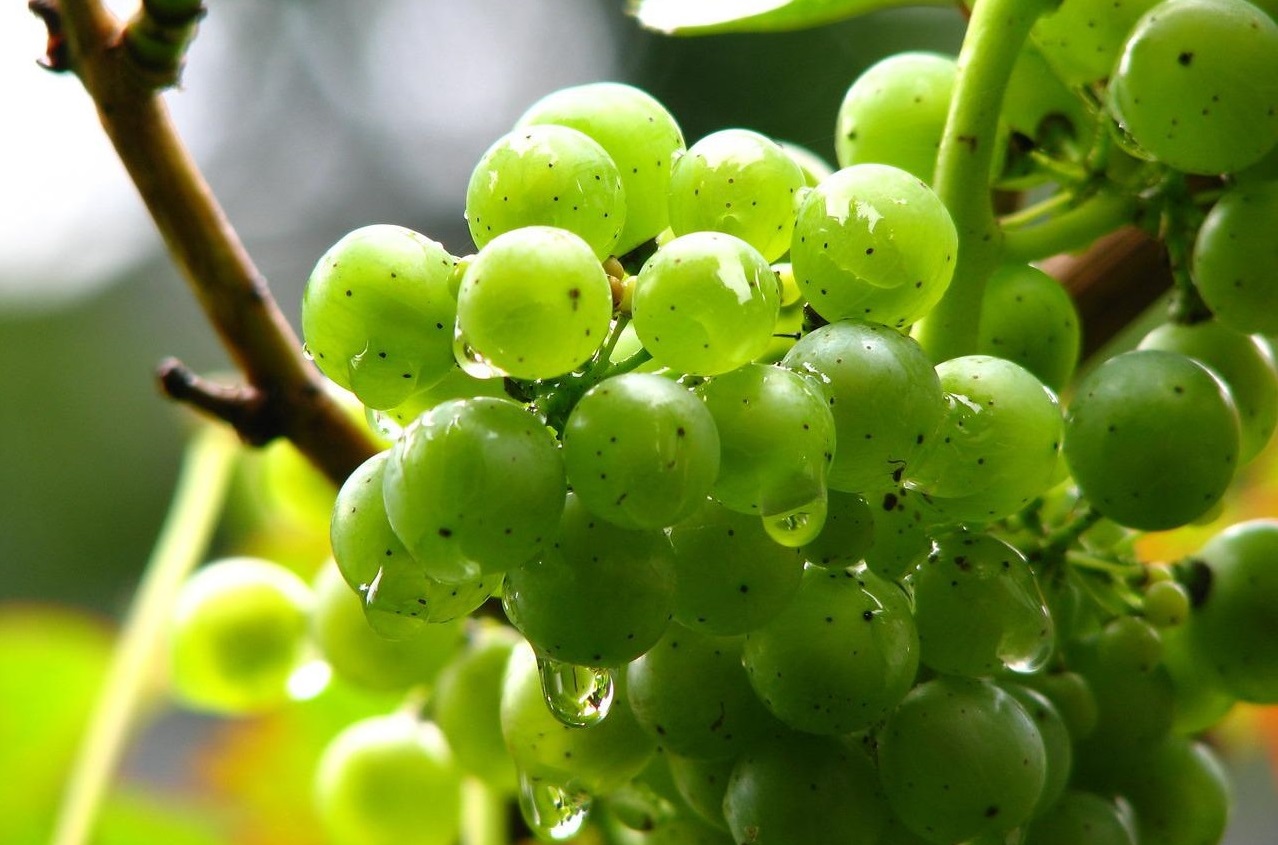 Vinho Verde Wine Tour